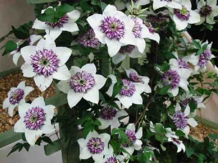 Clematis 'Sieboldii' - Clematis florida from The Flower Spot Clematis 'Sieboldii' - Clematis florida from The Flower Spot