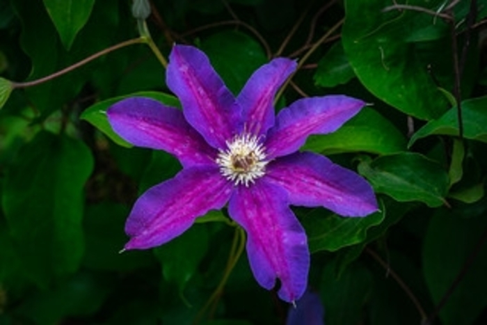 Clematis 'Vancouver Starry Nights' - Clematis from The Flower Spot