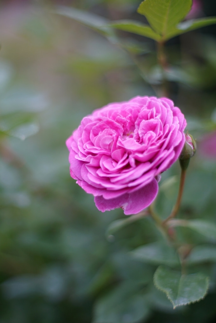 Rose 'Arctic Blue' - Rosa from The Flower Spot Rose 'Arctic Blue' - Rosa from The Flower Spot