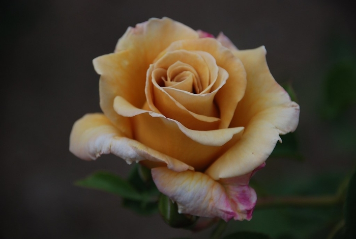 Rose 'Honey Dijon' - Rosa from The Flower Spot Rose 'Honey Dijon' - Rosa from The Flower Spot