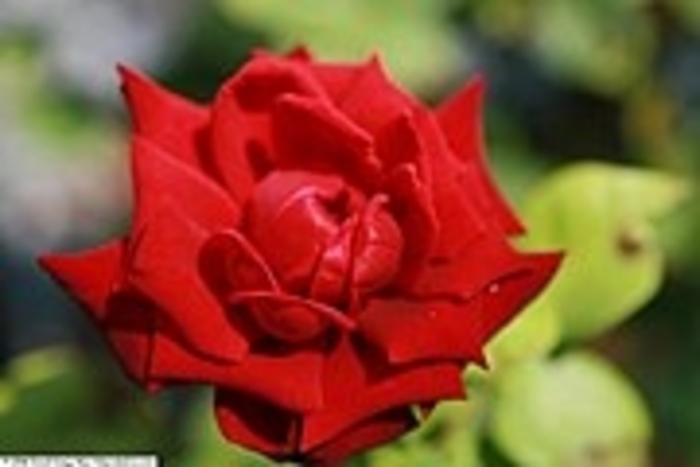 Rose 'Ink Spots' - Rosa from The Flower Spot Rose 'Ink Spots' - Rosa from The Flower Spot