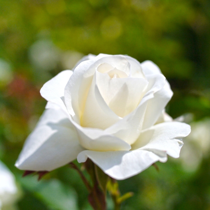 Rose 'John F. Kennedy' - Rosa from The Flower Spot Rose 'John F. Kennedy' - Rosa from The Flower Spot