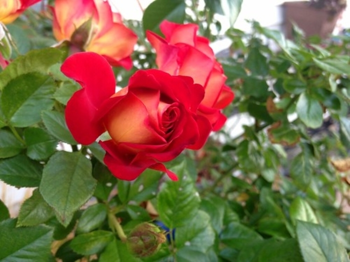 Rose 'Ketchup + Mustard' - Rosa from The Flower Spot Rose 'Ketchup + Mustard' - Rosa from The Flower Spot