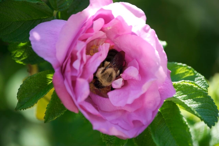 Rose 'Life's Little Pleasures' - Rosa from The Flower Spot