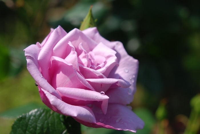 Rose 'Love Song' - Rosa from The Flower Spot Rose 'Love Song' - Rosa from The Flower Spot