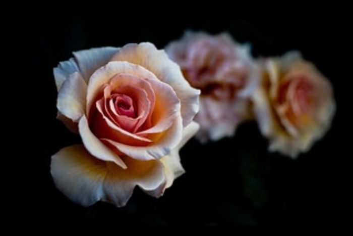 Rose 'Marilyn Monroe' - Rosa from The Flower Spot Rose 'Marilyn Monroe' - Rosa from The Flower Spot