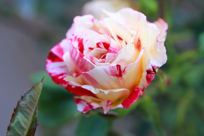 Rose 'Neil Diamond' - Rosa from The Flower Spot Rose 'Neil Diamond' - Rosa from The Flower Spot