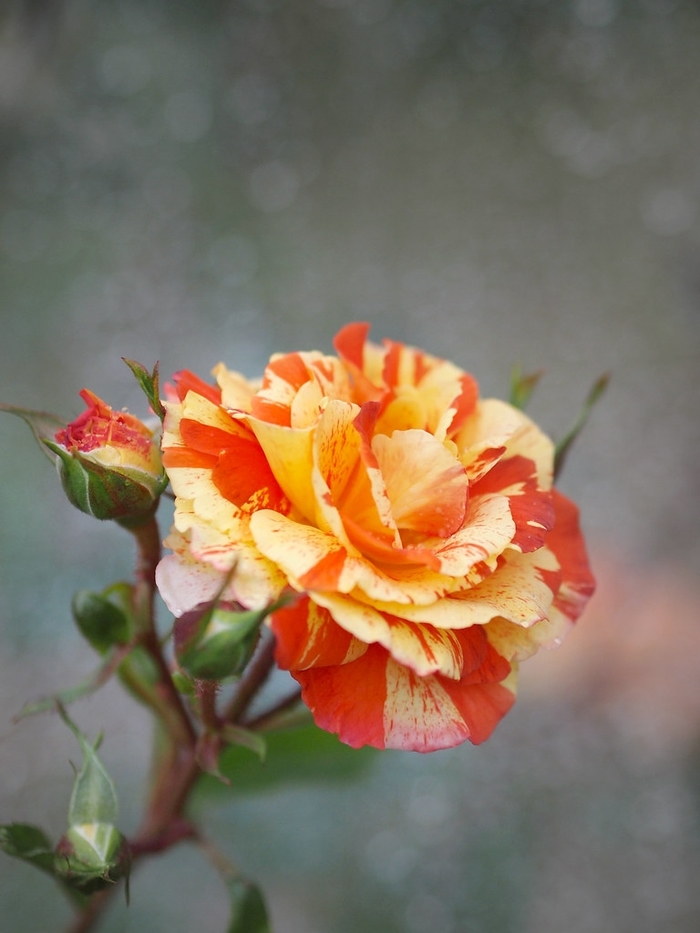 Rose 'Oranges 'n' Lemons' - Rosa from The Flower Spot Rose 'Oranges 'n' Lemons' - Rosa from The Flower Spot