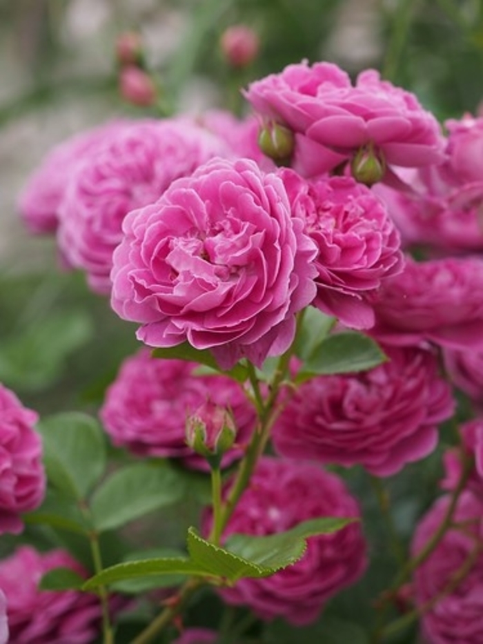 Rose 'Perfume Factory' - Rosa from The Flower Spot Rose 'Perfume Factory' - Rosa from The Flower Spot
