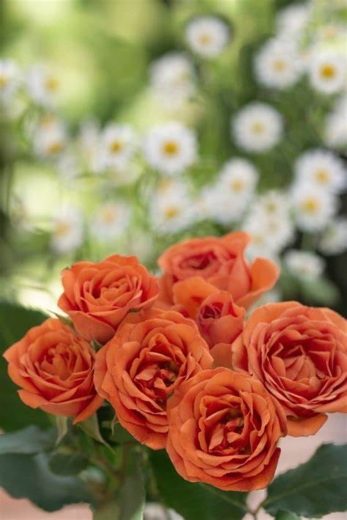 Rose 'Pumpkin Patch' - Rosa from The Flower Spot Rose 'Pumpkin Patch' - Rosa from The Flower Spot