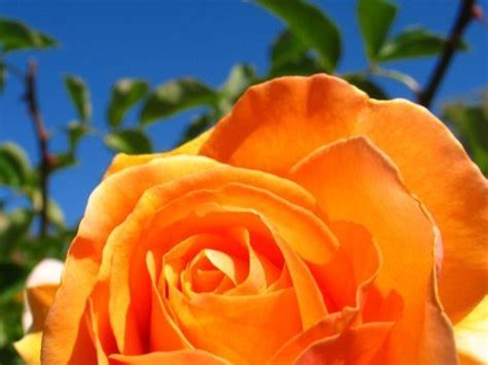 Rose 'Vavoom' - Rosa from The Flower Spot Rose 'Vavoom' - Rosa from The Flower Spot