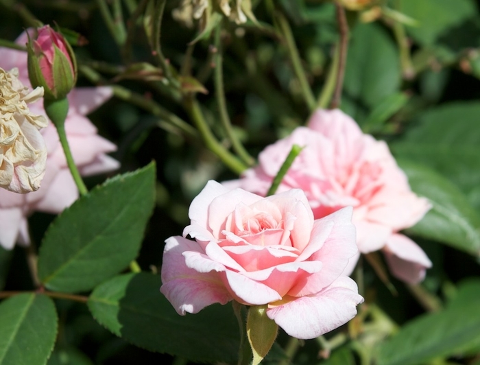 Rose 'Cecile Brunner' - Rosa from The Flower Spot Rose 'Cecile Brunner' - Rosa from The Flower Spot
