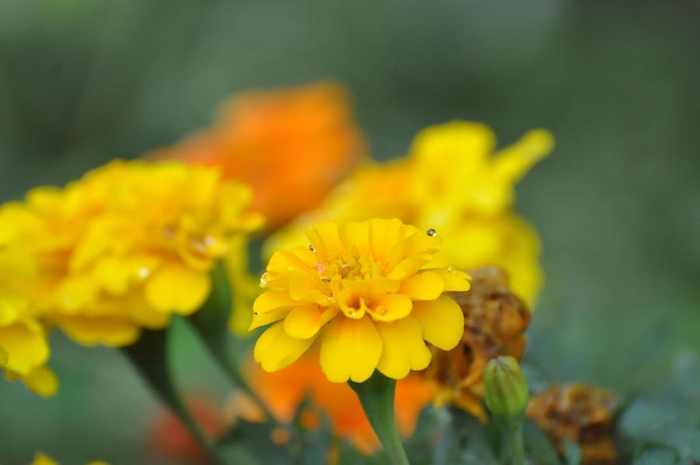 Marigold 'Disco Yellow' - Tagetes patula (French Marigold) from The Flower Spot Marigold 'Disco Yellow' - Tagetes patula (French Marigold) from The Flower Spot