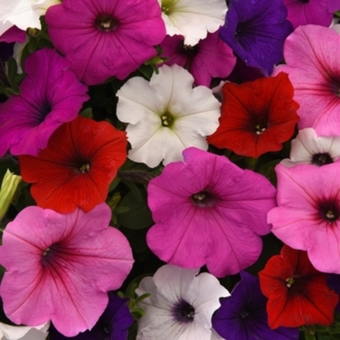Petunia 'Easy Wave Formula Mix' - Petunia hybrid from The Flower Spot Petunia 'Easy Wave Formula Mix' - Petunia hybrid from The Flower Spot