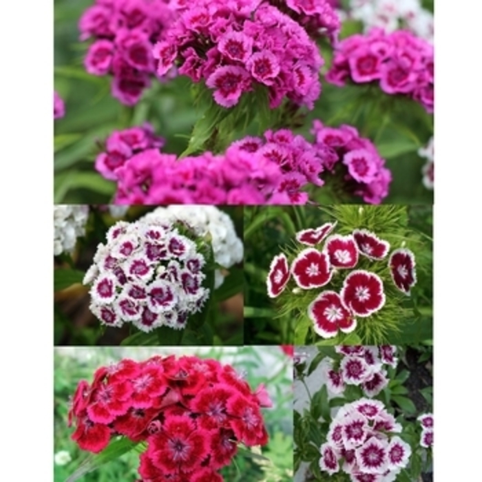 Dianthus 'Wee Willie Mix' - Dianthus barbatus from The Flower Spot