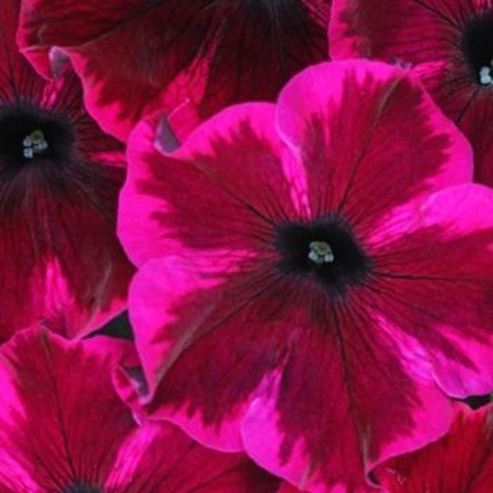 Petunia 'Crazytunia Cosmic Purple' - Petunia hybrid from The Flower Spot Petunia 'Crazytunia Cosmic Purple' - Petunia hybrid from The Flower Spot