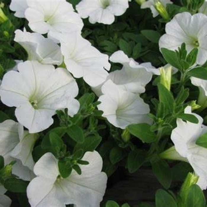 Petunia 'Surfinia White' - Petunia hybrid from The Flower Spot Petunia 'Surfinia White' - Petunia hybrid from The Flower Spot