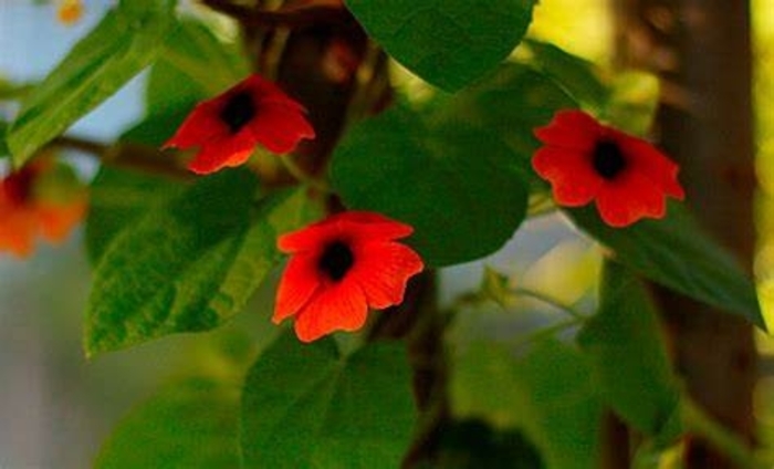 Thunbergia 'Serengeti Dark Red' - Thunbergia alata (Black-eyed Susan Vine) from The Flower Spot Thunbergia 'Serengeti Dark Red' - Thunbergia alata (Black-eyed Susan Vine) from The Flower Spot