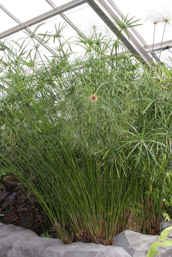 Grass' King Tut' - Cyperus alternifolis from The Flower Spot Grass' King Tut' - Cyperus alternifolis from The Flower Spot