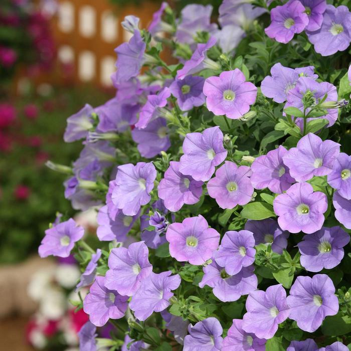 Surfinia&reg; Trailing Sky Blue - Petunia from The Flower Spot