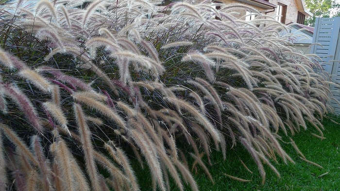 Grass 'Purple Fountain' - Pennisetum setaceum from The Flower Spot