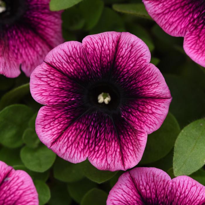Petunia 'Starlet Blueberry Vein' - Petunia from The Flower Spot