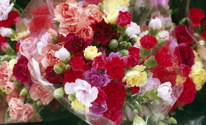 Cut Carnations - from The Flower Spot Cut Carnations - from The Flower Spot