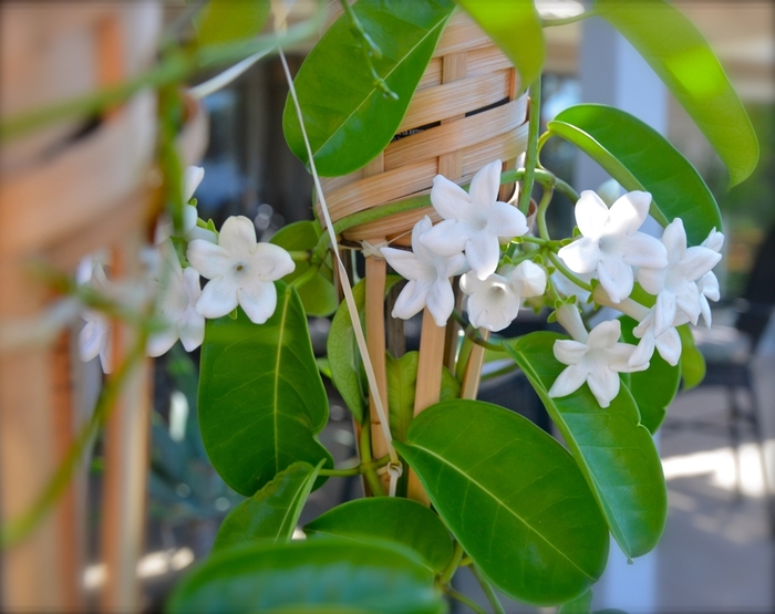 Madagascar Jasmine - Stephanotis floribunda from The Flower Spot