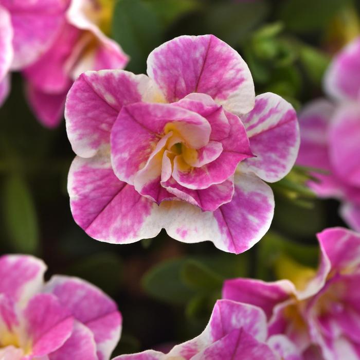 Calibrachoa 'MiniFamous Uno Funtopia Pink' - Calibrachoa (Million Bells) from The Flower Spot