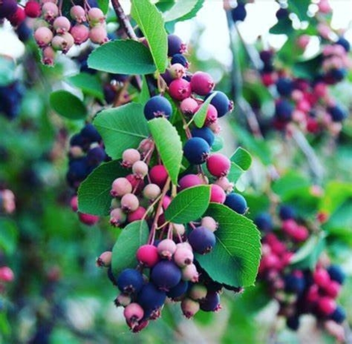 Saskatoon 'Multiple Varieties' - Amelanchier alnifolia from The Flower Spot