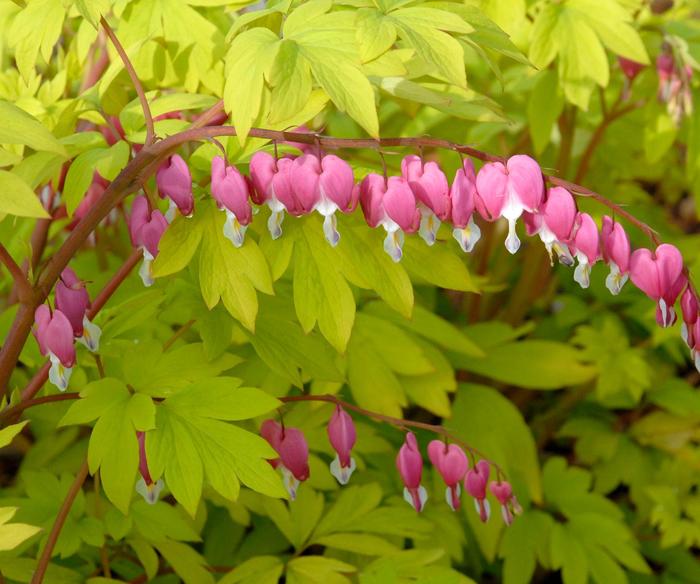 Bleeding Heart 'Gold Heart' - Dicentra spectabilis from The Flower Spot Bleeding Heart 'Gold Heart' - Dicentra spectabilis from The Flower Spot