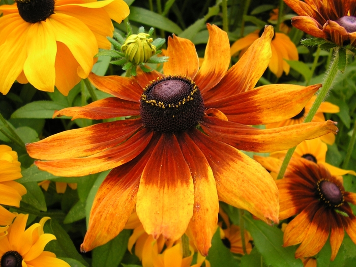 Rudbeckia 'Toto Rustic' - Rudbeckia hirta (Black-Eyed Susan) from The Flower Spot Rudbeckia 'Toto Rustic' - Rudbeckia hirta (Black-Eyed Susan) from The Flower Spot