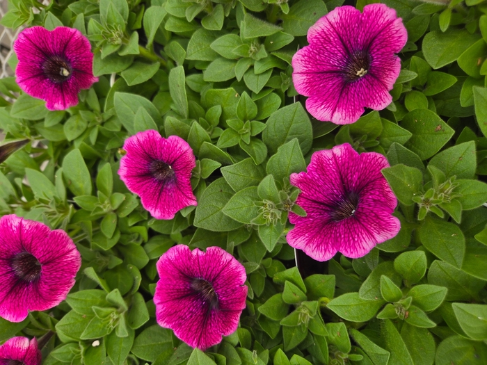 Petunia 'Starlet Blueberry Vein' - Petunia hybrida from The Flower Spot