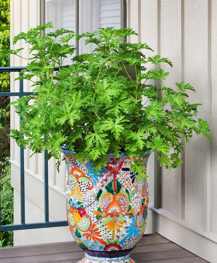 Geranium 'Mosquito Shocker' - Pelargonium citrosum from The Flower Spot Geranium 'Mosquito Shocker' - Pelargonium citrosum from The Flower Spot