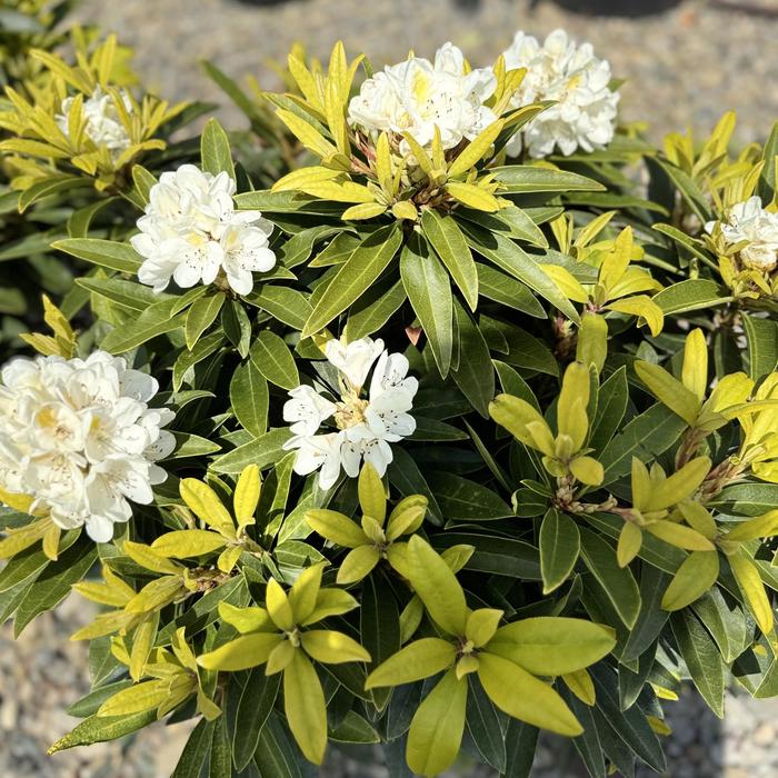 Rhododendron 'Capistrano' - Rhododendron hybrid from The Flower Spot