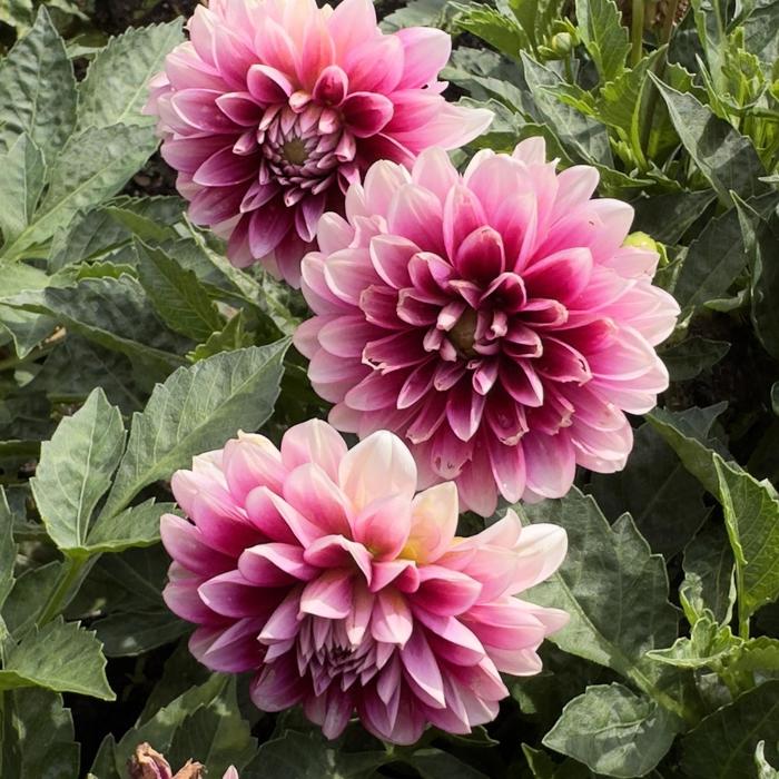 Dahlia 'Dalaya Purple Lace' - Dahlia from The Flower Spot