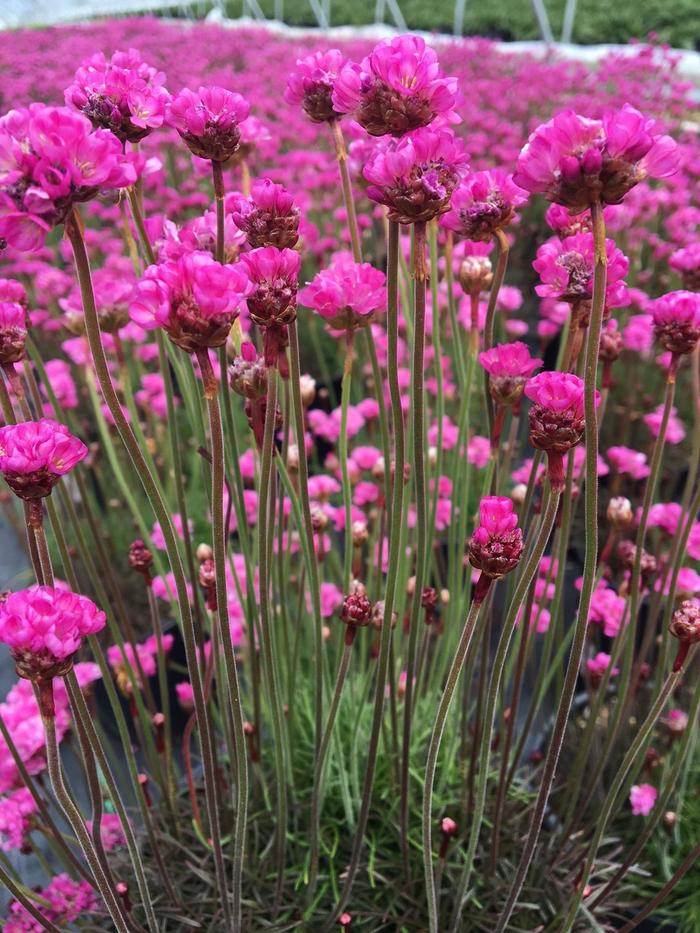 Thrift 'Multiple Varieties' - Armeria maritima from The Flower Spot