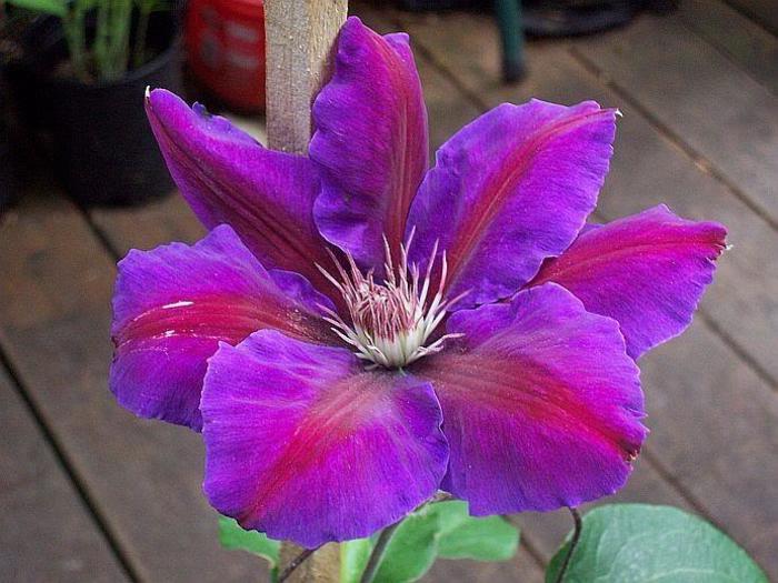 Clematis 'Horn of Plenty' - Clematis from The Flower Spot