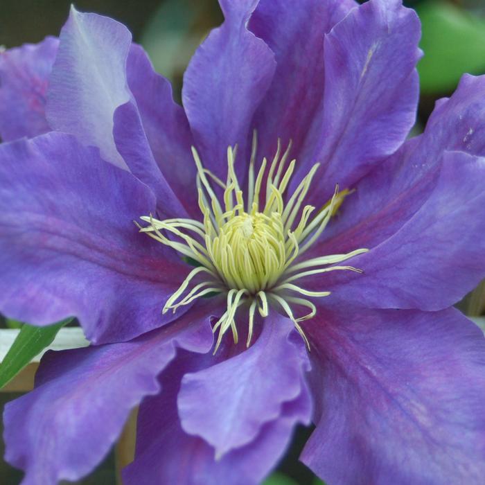 Clematis 'Lord Neville' - Clematis from The Flower Spot
