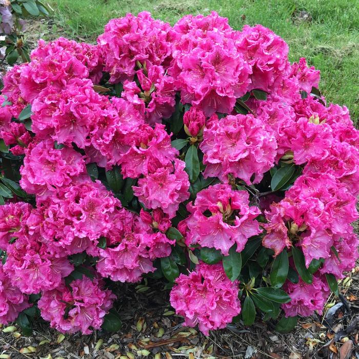 Rhododendron 'Holden's Raspberry Ruffles' - Rhododendron from The Flower Spot