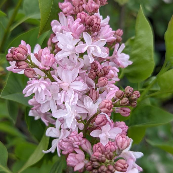 Lilac 'Sweetheart' - Syringa x hyacinthiflora from The Flower Spot