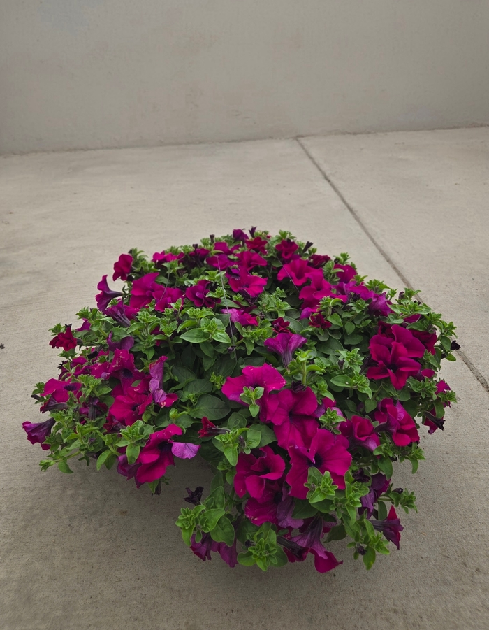 Petunia Hanging Basket - Surfinia Petunia from The Flower Spot Petunia Hanging Basket - Surfinia Petunia from The Flower Spot