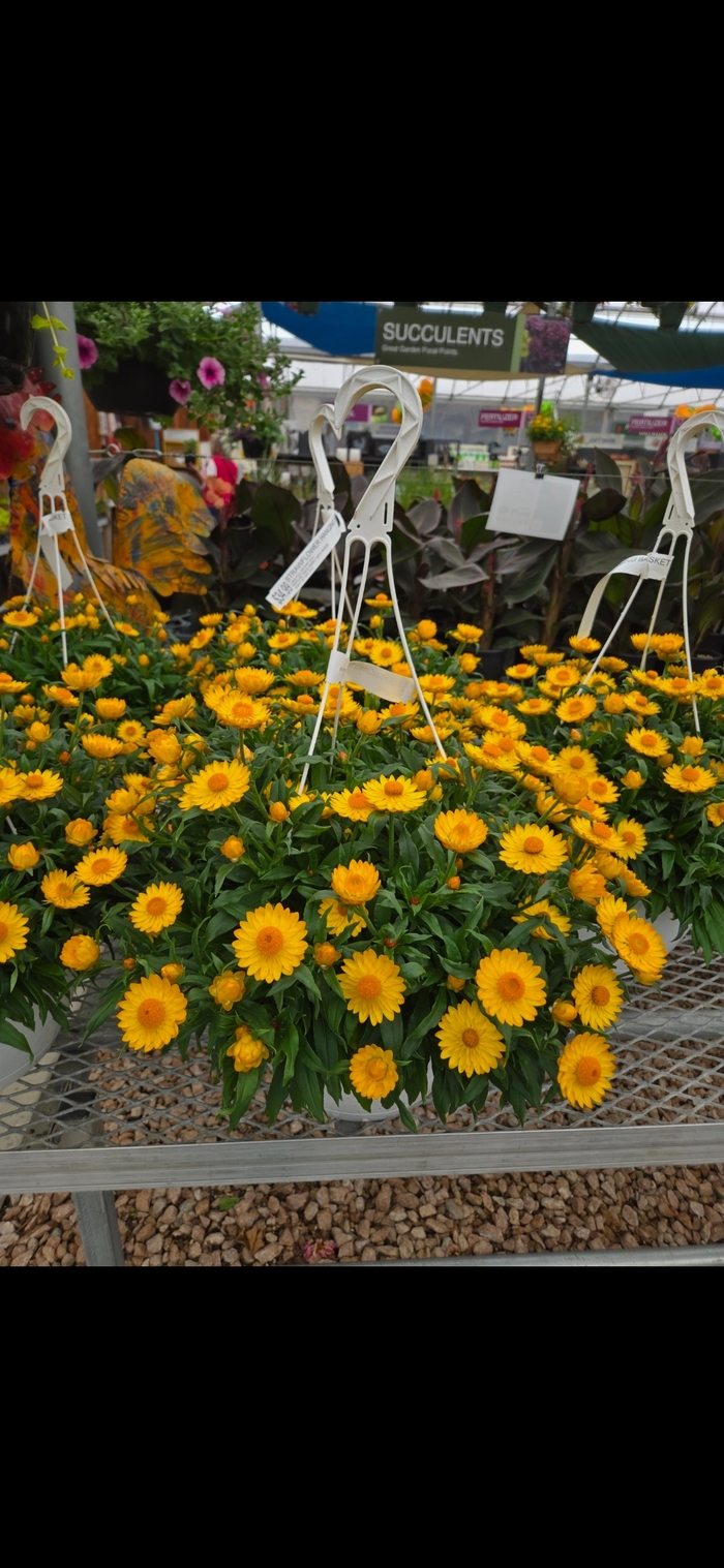 Strawflower Hanging Basket - Basket Series Strawflower from The Flower Spot Strawflower Hanging Basket - Basket Series Strawflower from The Flower Spot