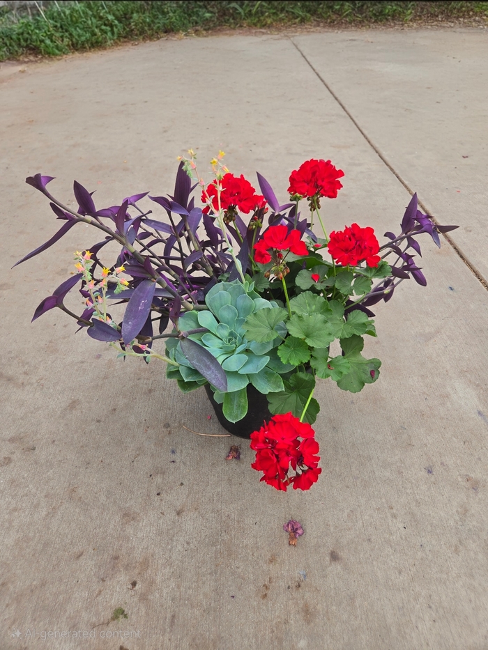 Drought Planter - Heat and Drought Tolerant Varieties from The Flower Spot