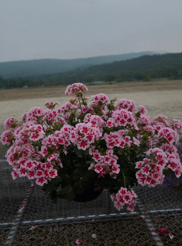 Geranium Basket - Interspecific Geranium from The Flower Spot