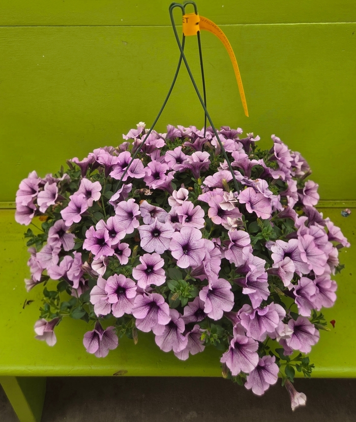 Petunia Basket - Surfinia Petunia from The Flower Spot Petunia Basket - Surfinia Petunia from The Flower Spot