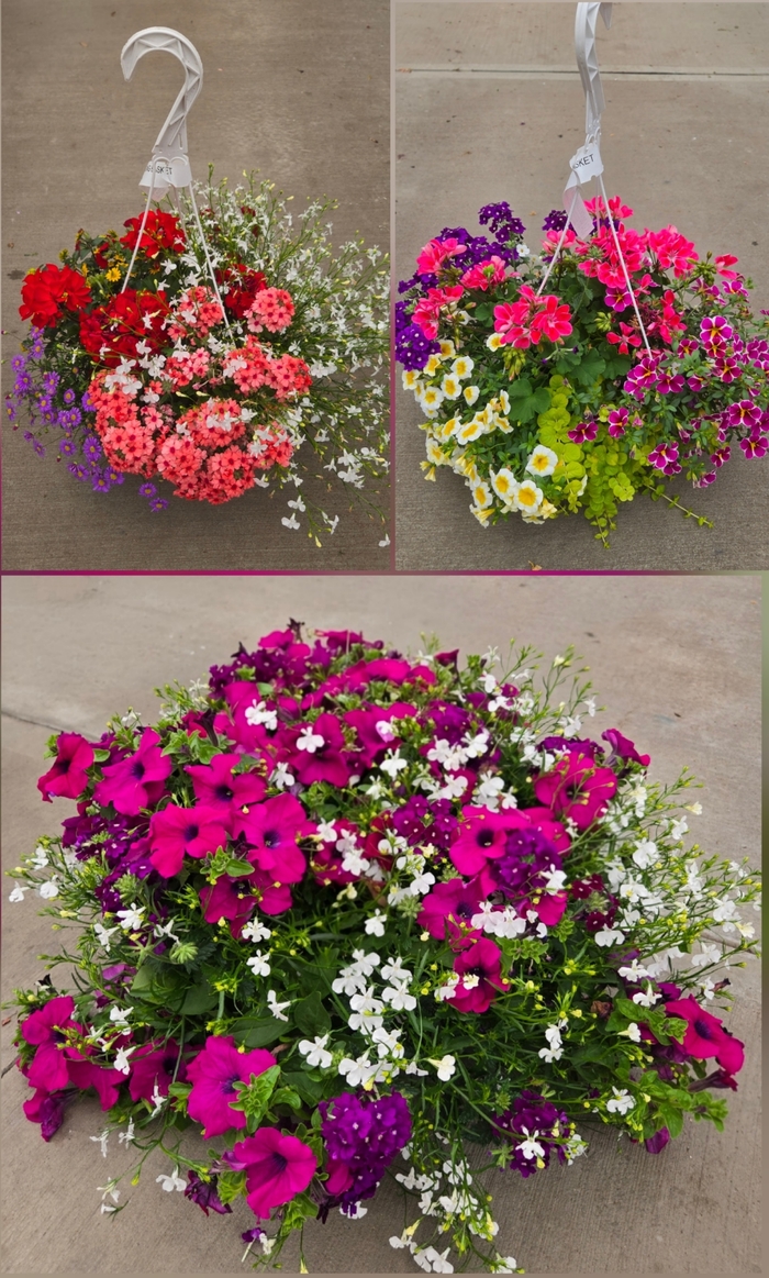 Sun Mix Basket - Assorted Sun Annuals from The Flower Spot Sun Mix Basket - Assorted Sun Annuals from The Flower Spot