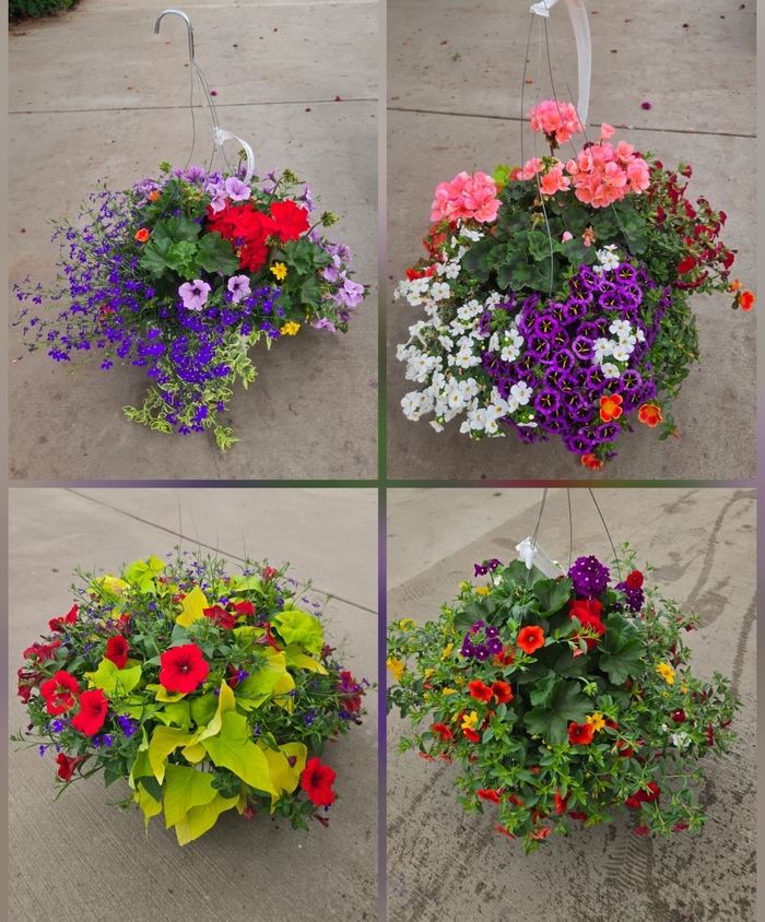 Sun Mix Basket - Assorted Sun Annuals from The Flower Spot Sun Mix Basket - Assorted Sun Annuals from The Flower Spot