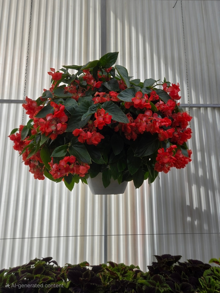 Dragon Wing Basket - Begonia 'Dragon Wing' from The Flower Spot