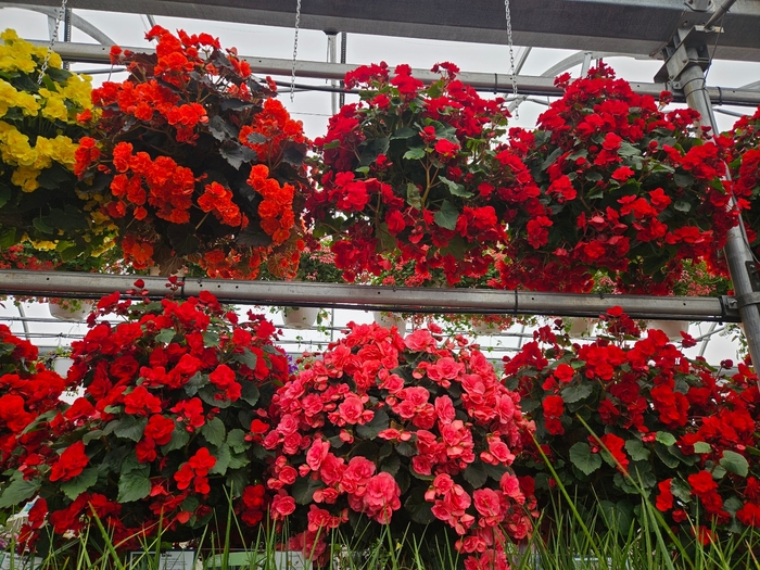 Begonia Basket - Solenia Begonia from The Flower Spot Begonia Basket - Solenia Begonia from The Flower Spot